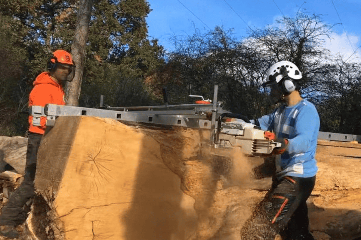 Two operators milling a massive oak log with a double-ended Alaskan chainsaw mill, bar cutting horizontally along the log